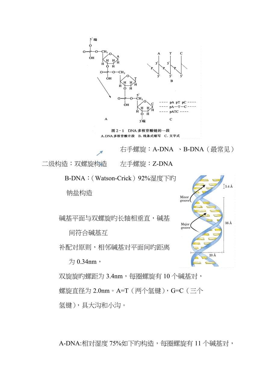 分子生物学总结(朱玉贤版)_第5页