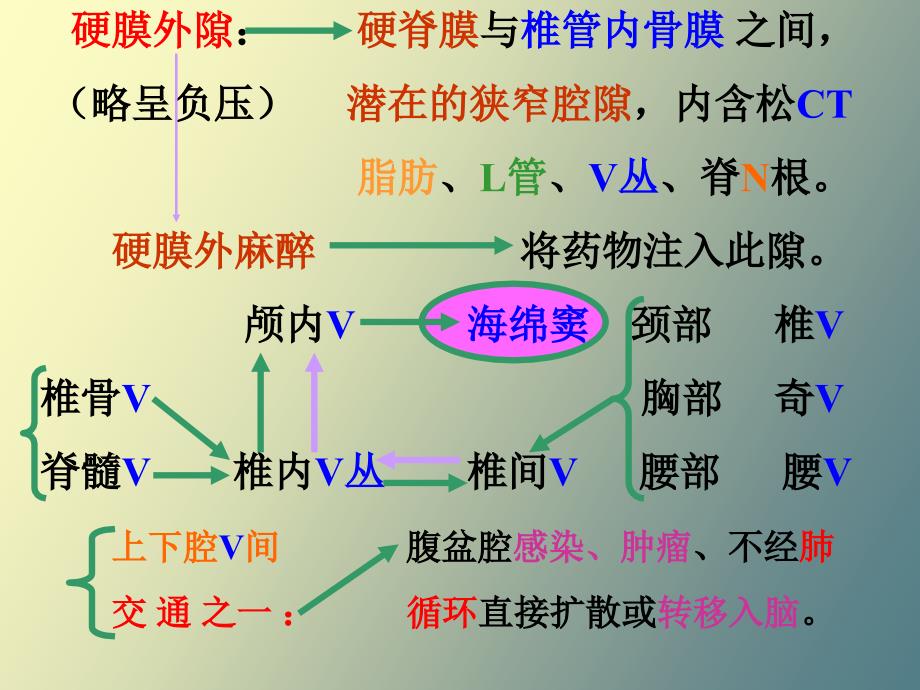 解剖学脑被膜、脑血管、脑脊液_第2页