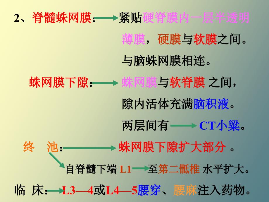 解剖学脑被膜、脑血管、脑脊液_第3页