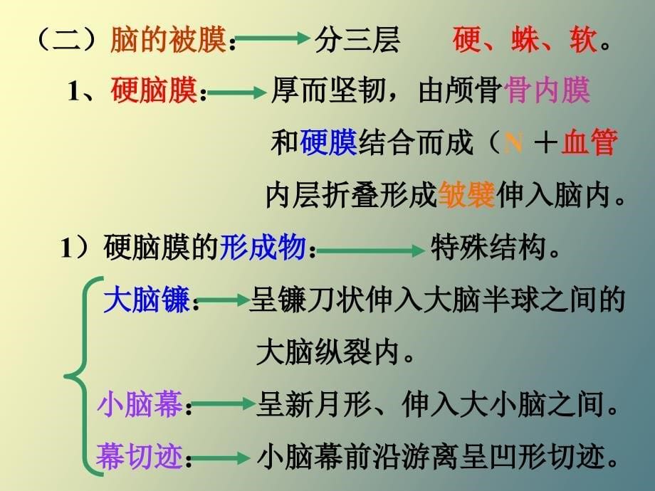 解剖学脑被膜、脑血管、脑脊液_第5页