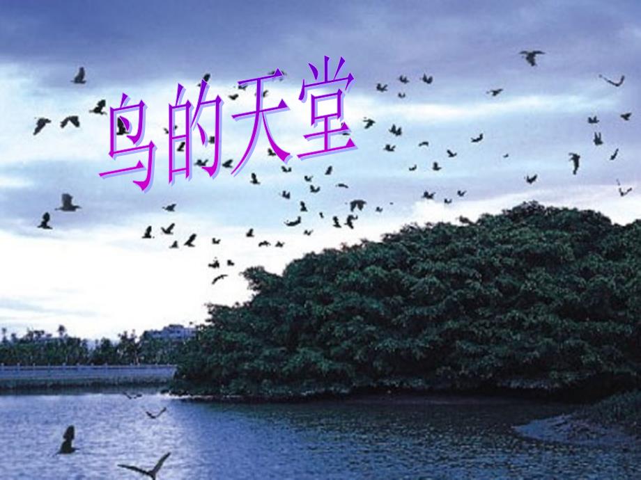 四年级（下册）语文版鸟的天堂_第1页