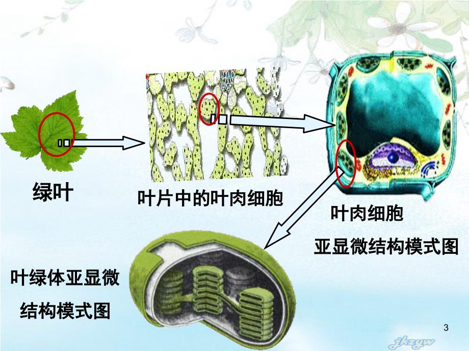 高一生物 光合作用 人教版必修一.ppt_第3页