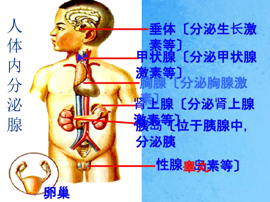 人体生命活动激素调节ppt课件_第4页