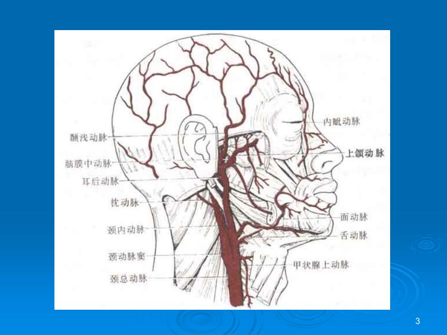 头颈部血管(颈内动脉)解剖分段_第3页