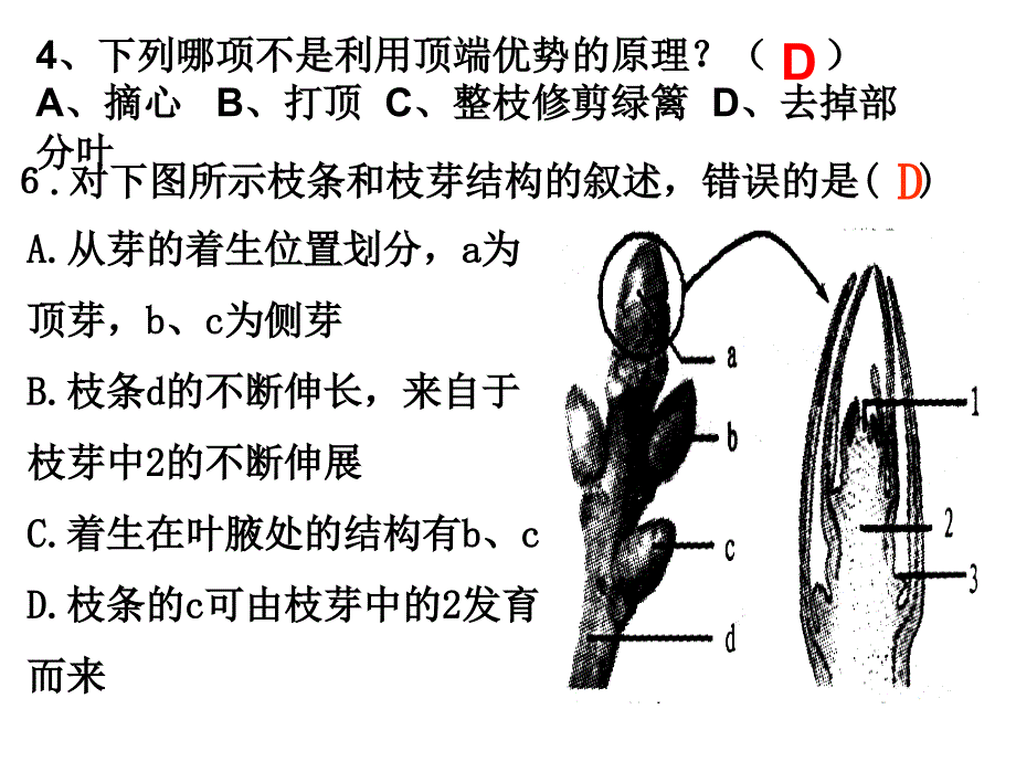 济南版第七节--植物的无性生殖a_第2页