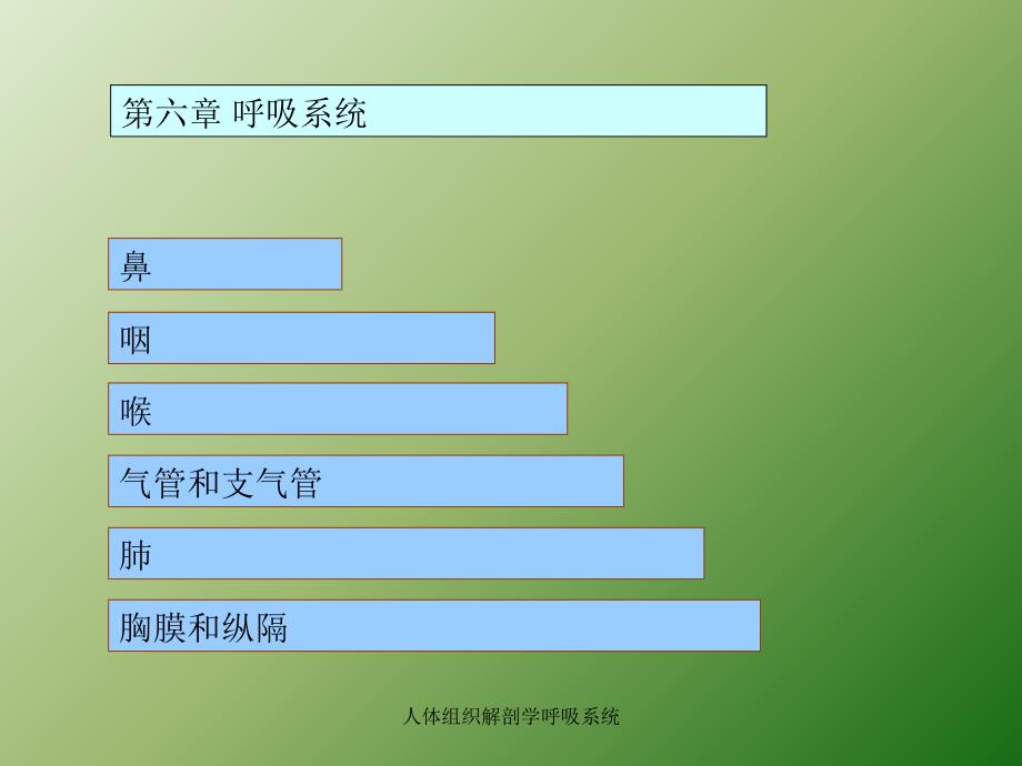 人体组织解剖学呼吸系统课件_第2页