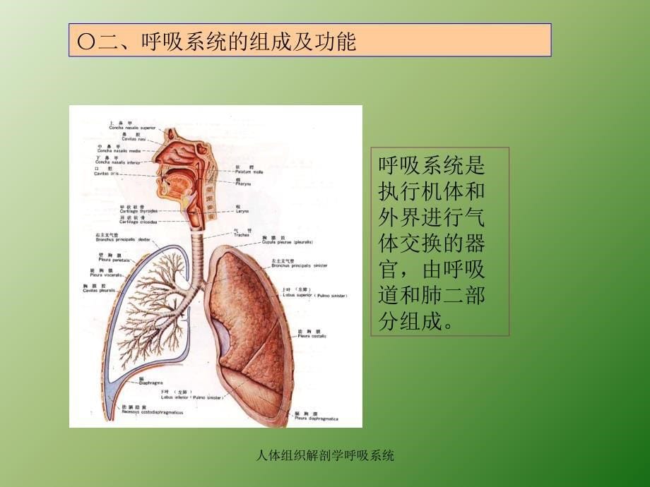 人体组织解剖学呼吸系统课件_第5页