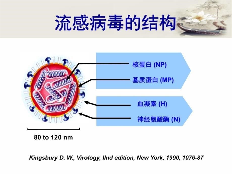 人感染h7n9禽流感防控与不明肺炎监.ppt_第5页