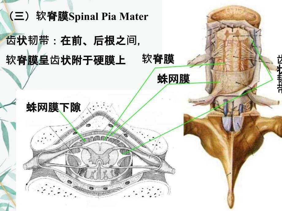 脑和脊髓的被膜血管及脑脊液循环二_第5页