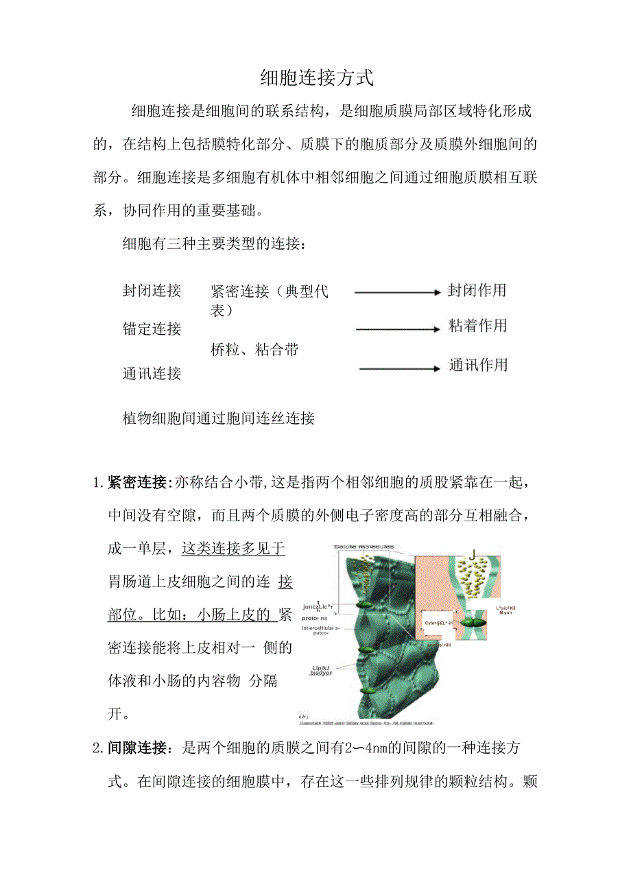 细胞连接方式_第1页