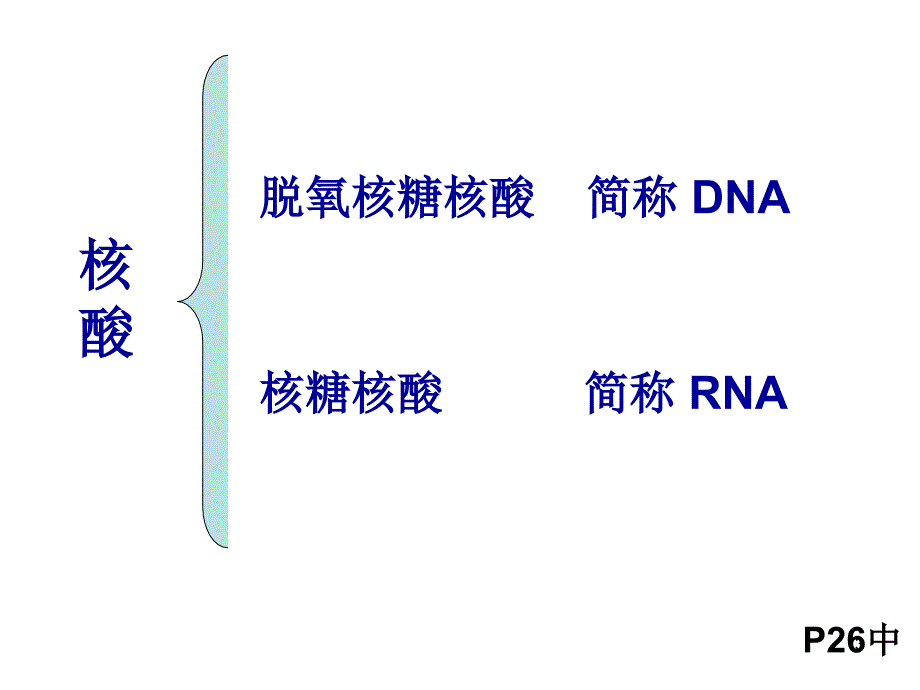 第三节遗传信息的携带者核酸_第3页