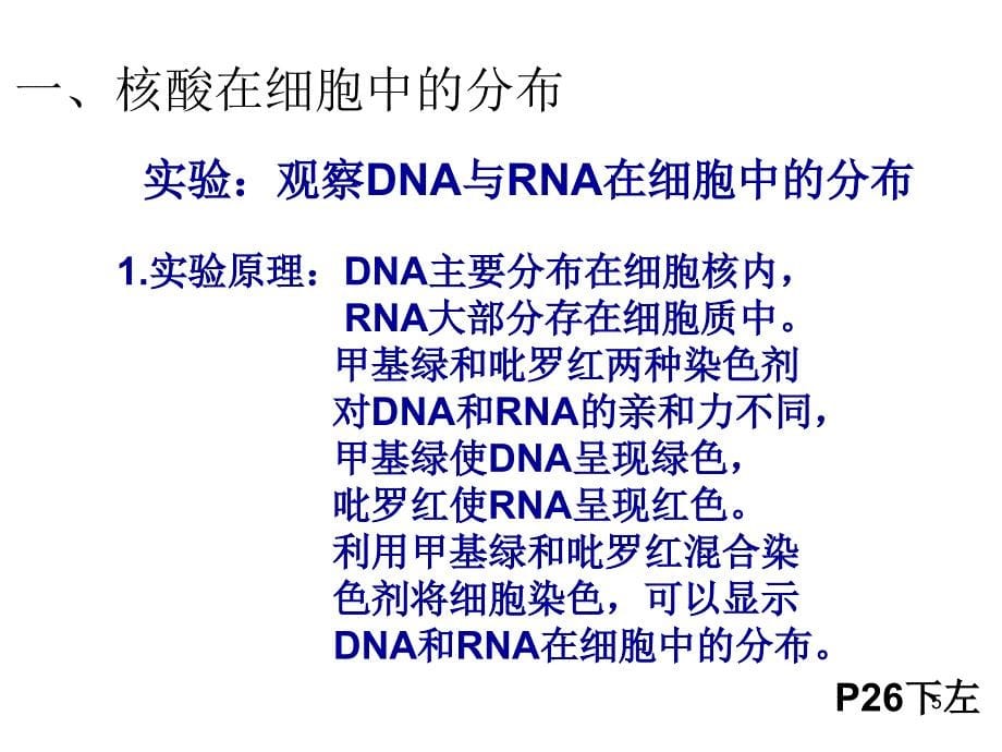 第三节遗传信息的携带者核酸_第5页