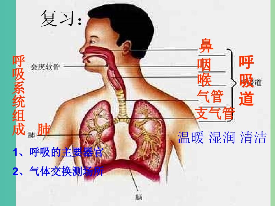 七年级生物下册 4.3.2 发生在肺内的气体交换课件 新人教版.ppt_第1页