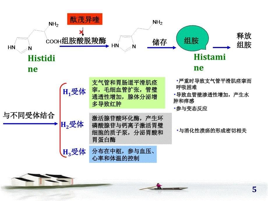 H1受体拮抗剂ppt课件_第5页