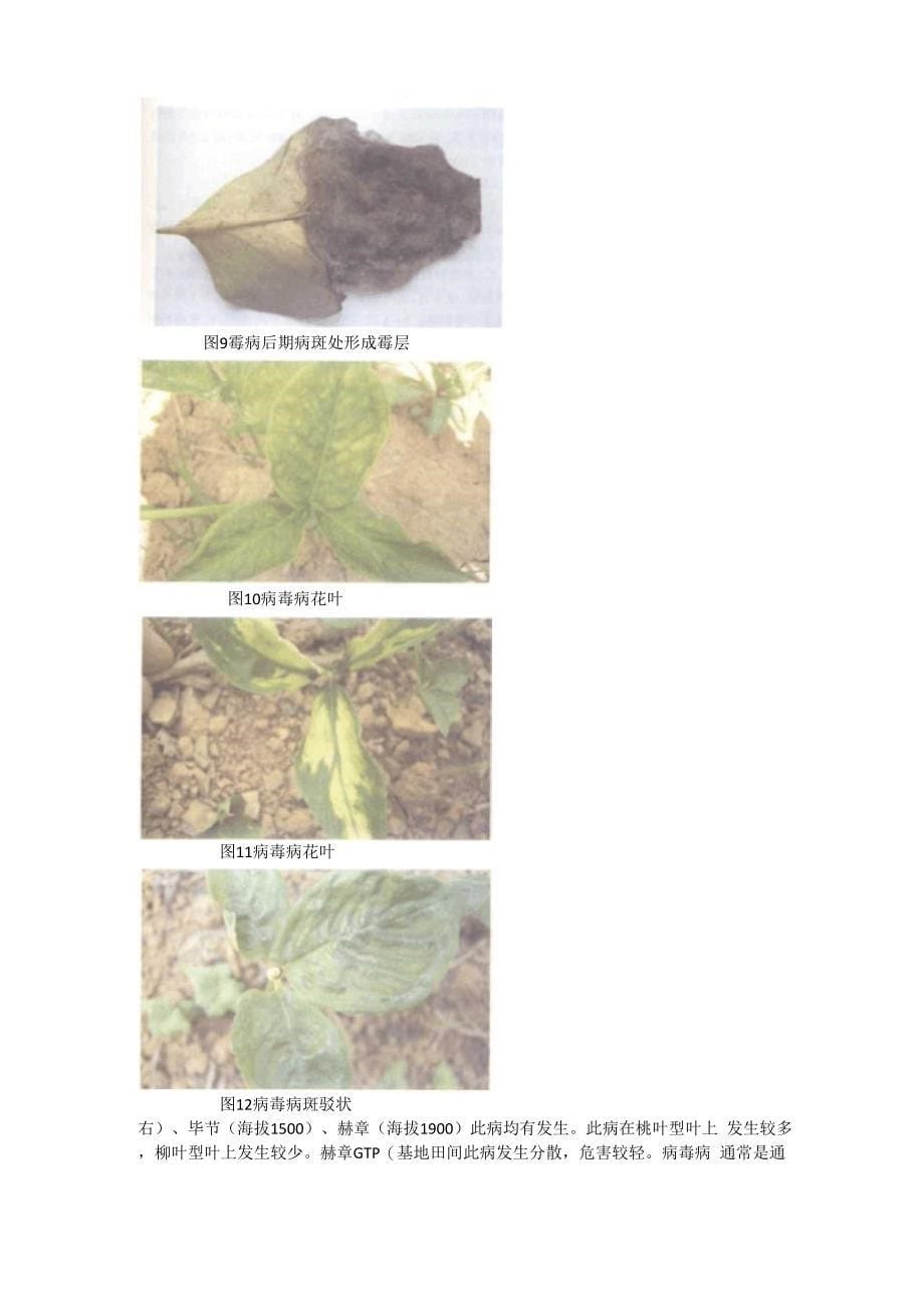 旱半夏病虫害识别及防治—蒸令祥_第5页