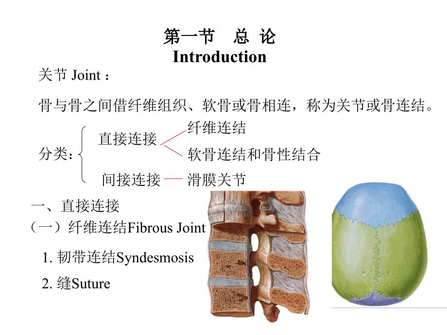 第二章 关节学_第3页