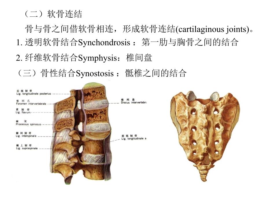 第二章 关节学_第4页