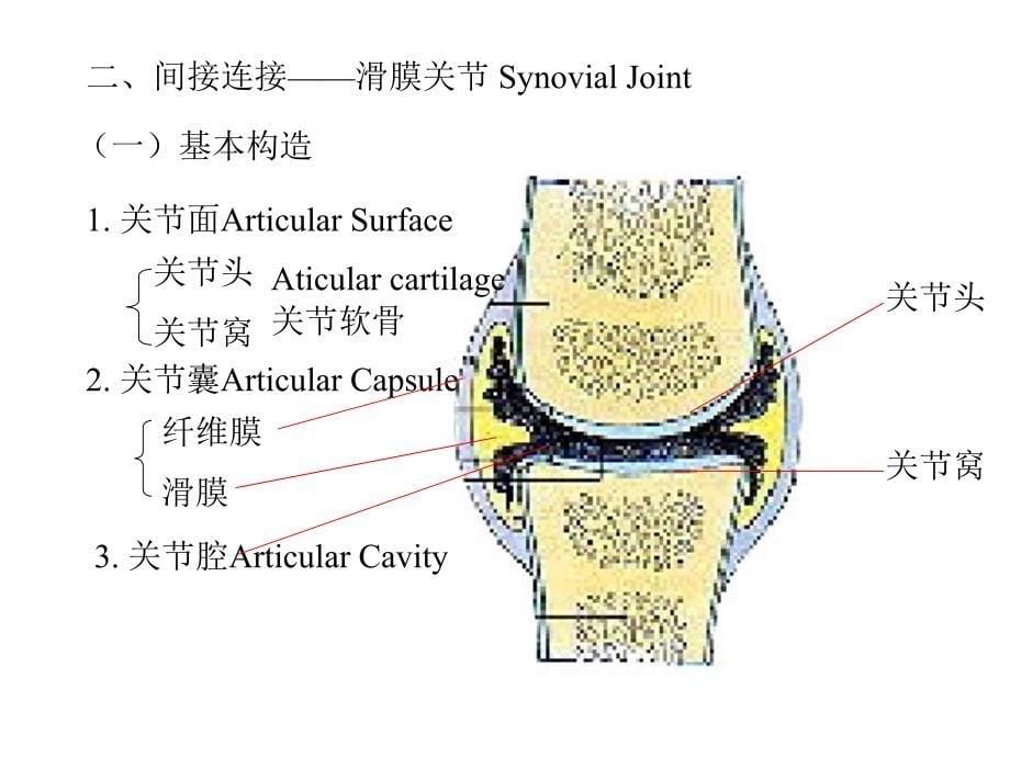 第二章 关节学_第5页