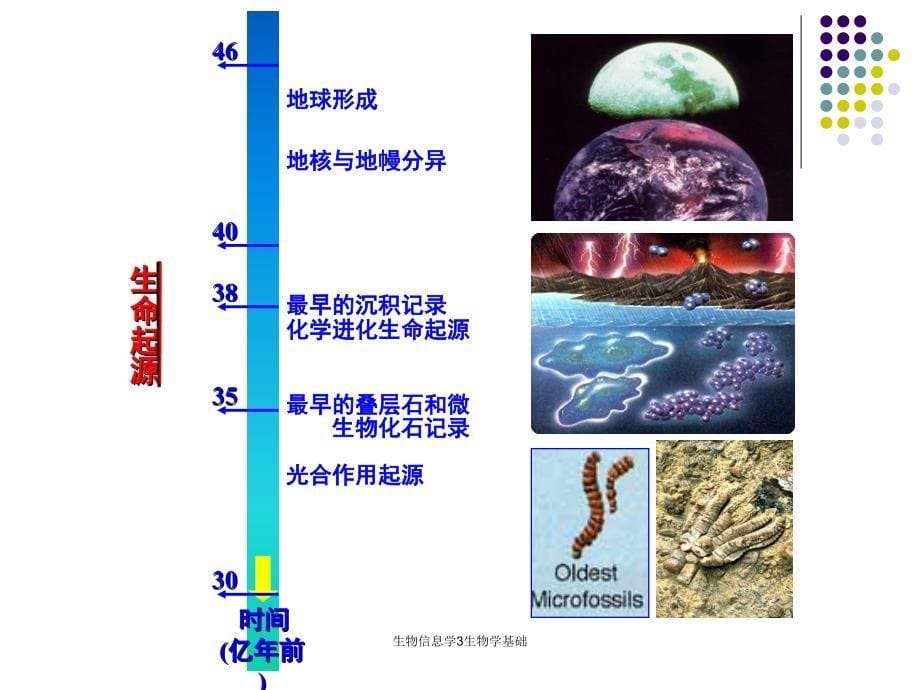 生物信息学3生物学基础课件_第5页