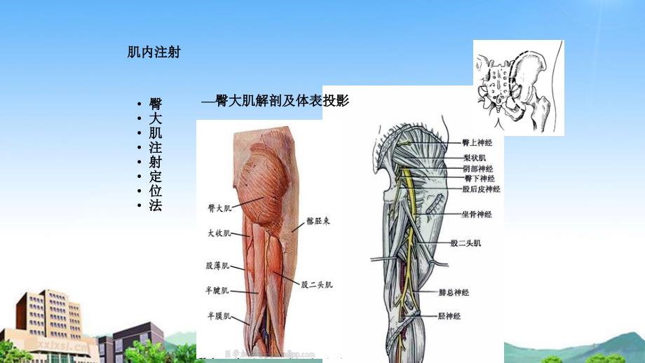 肌肉注射PPT干货干货分享_第4页