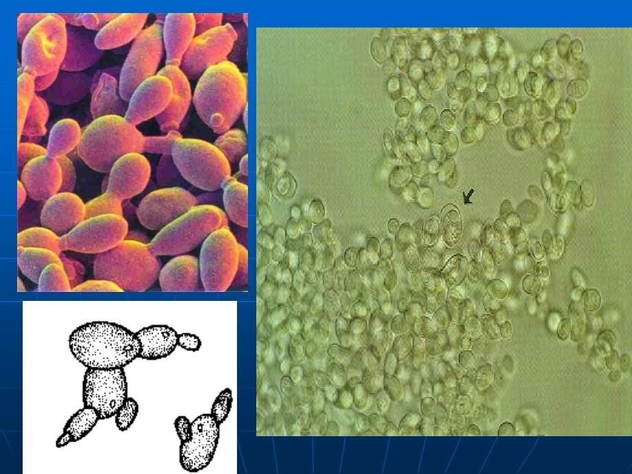 第21章第一节生物的无性生殖精品教育_第5页