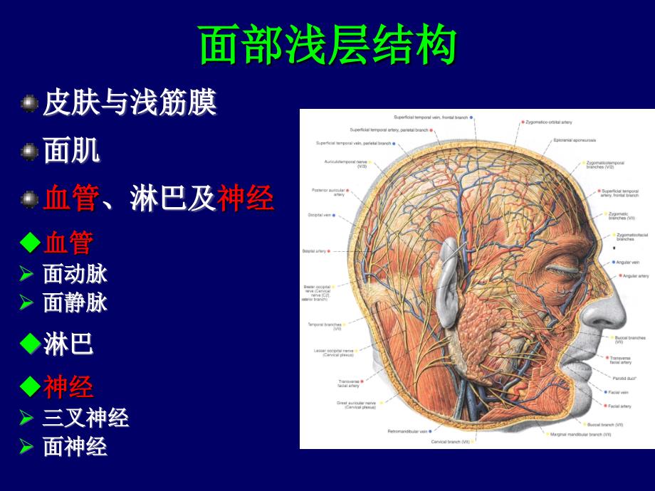 局解课件-实验课1局解面部_第4页