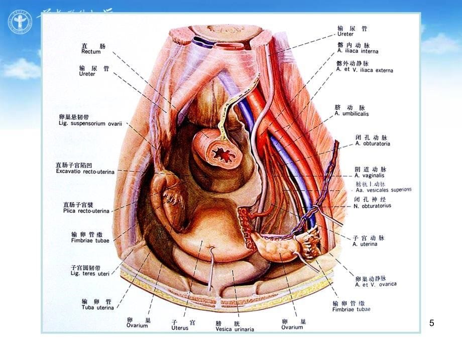 女性生殖分享课件_第5页