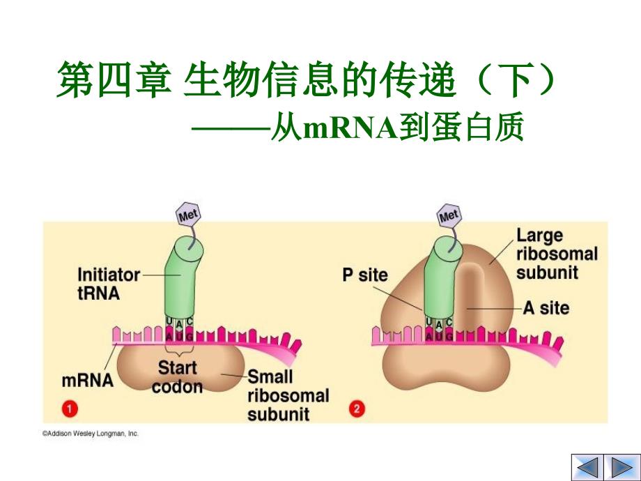 第四章mRNA到蛋白质_第1页