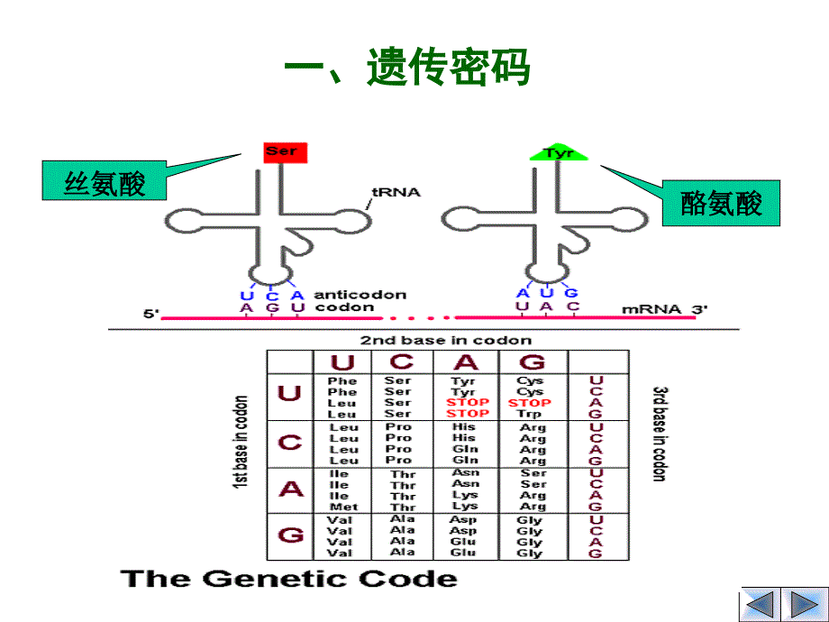 第四章mRNA到蛋白质_第3页