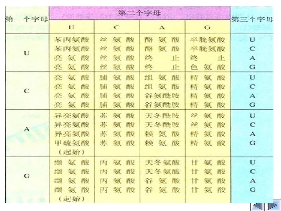 第四章mRNA到蛋白质_第4页