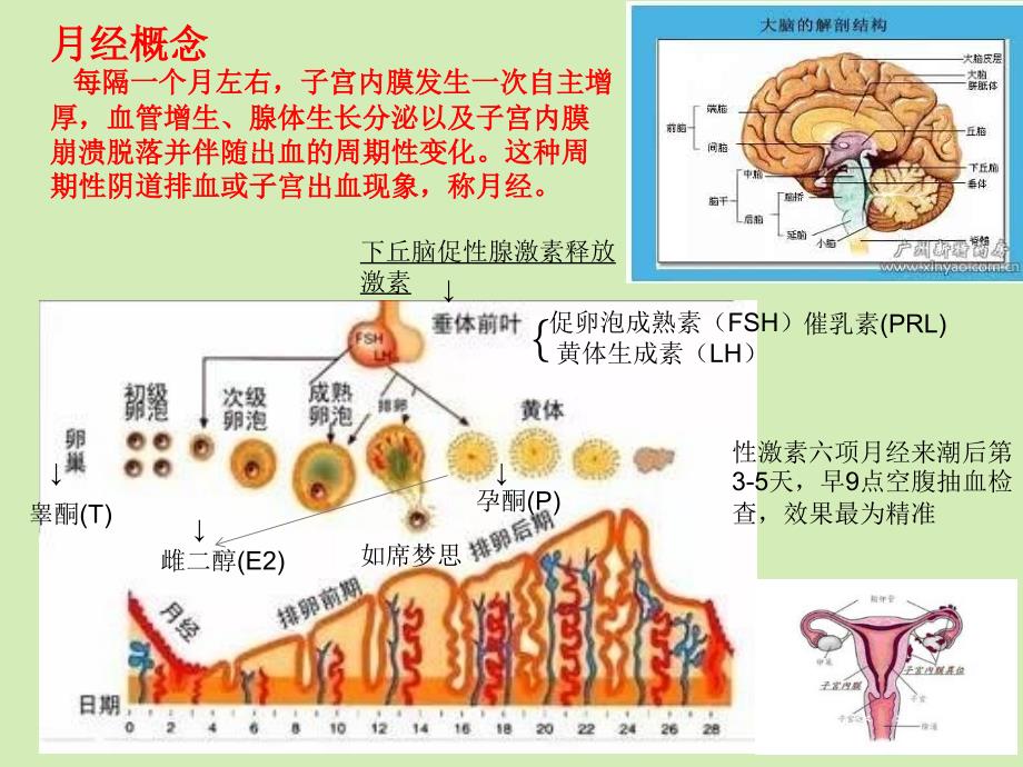 月经及月经不调课件_第2页