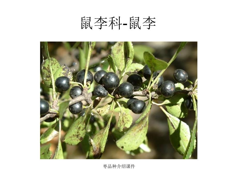 枣品种介绍课件_第4页