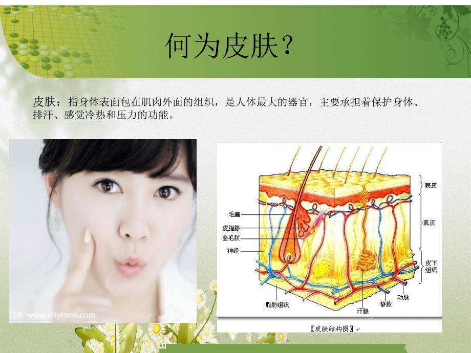 护肤基本知识培训_第2页