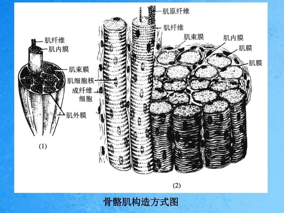 肌组织ppt课件_第4页