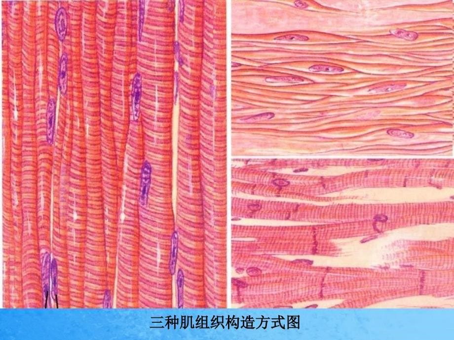 肌组织ppt课件_第5页