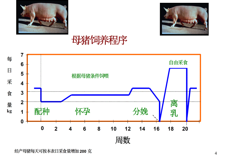 猪的饲养管理入门_第4页