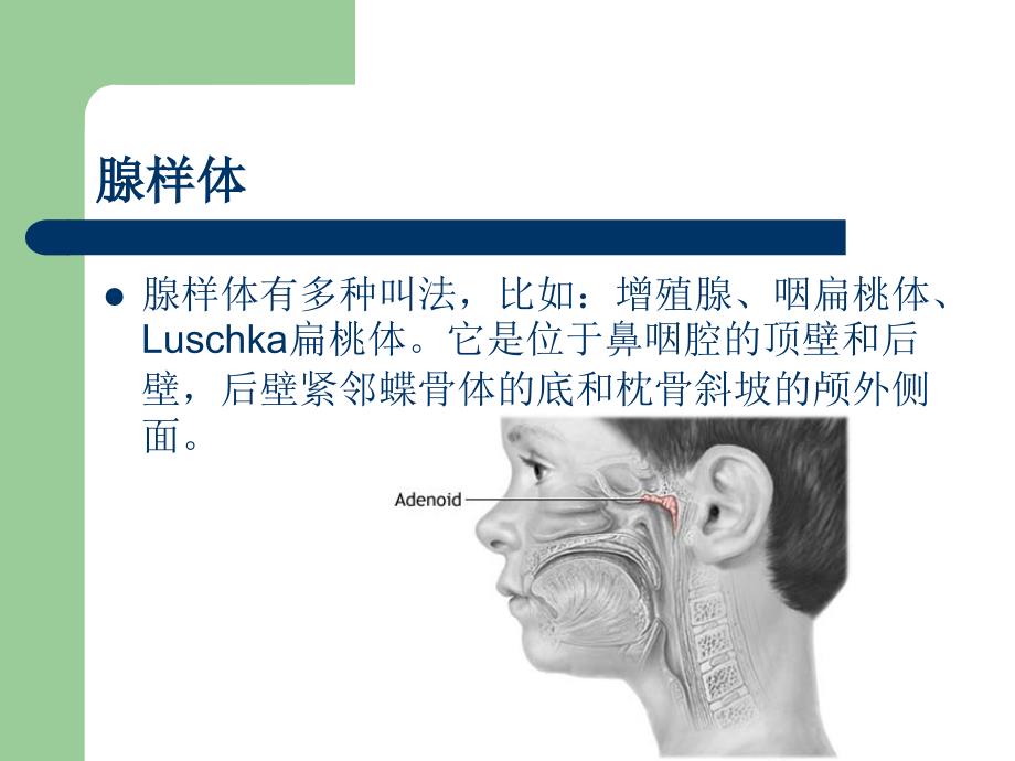 腺样体肥大的X线诊断和测量课件_第2页