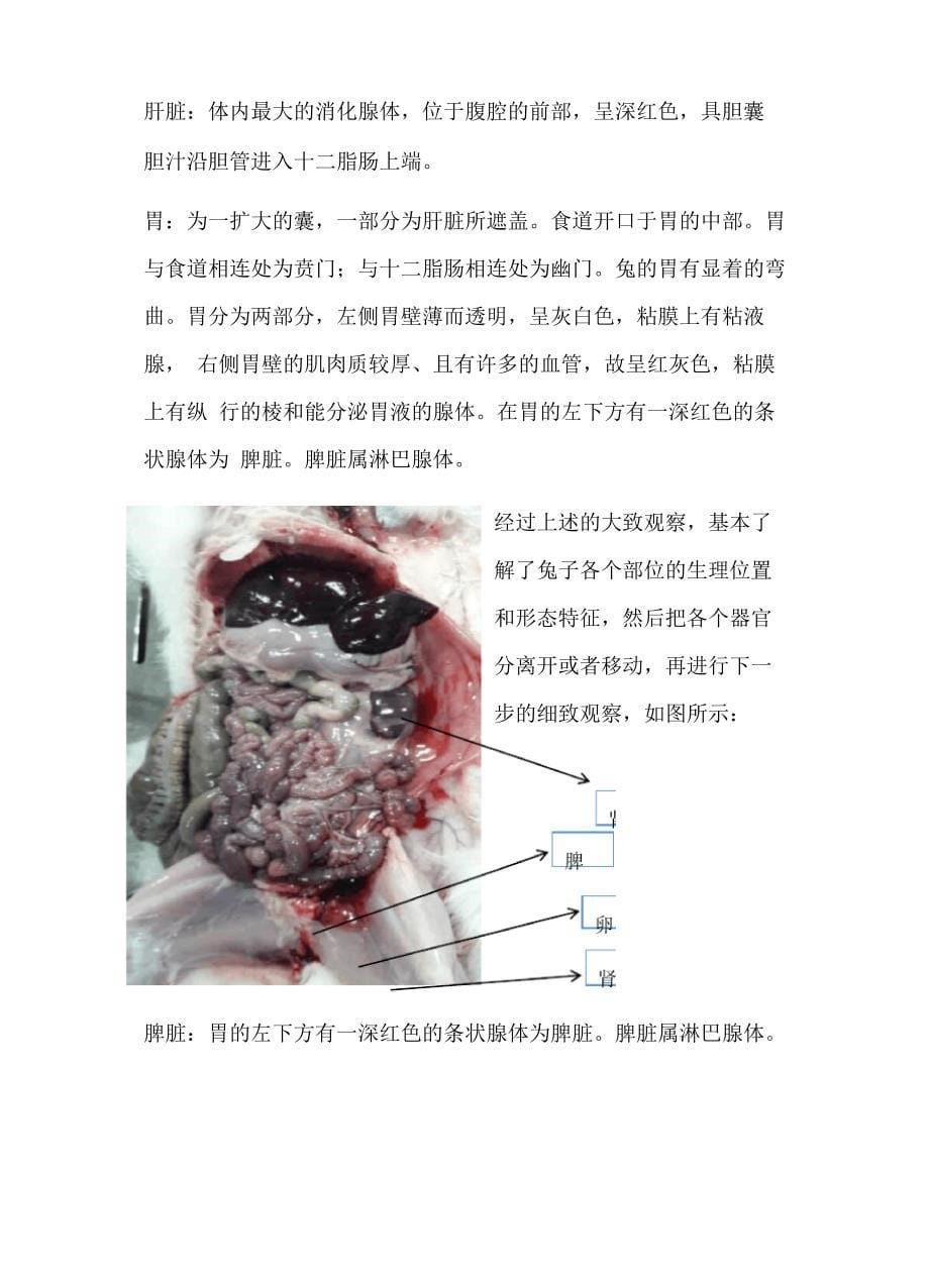 兔子解剖实验报告_第5页