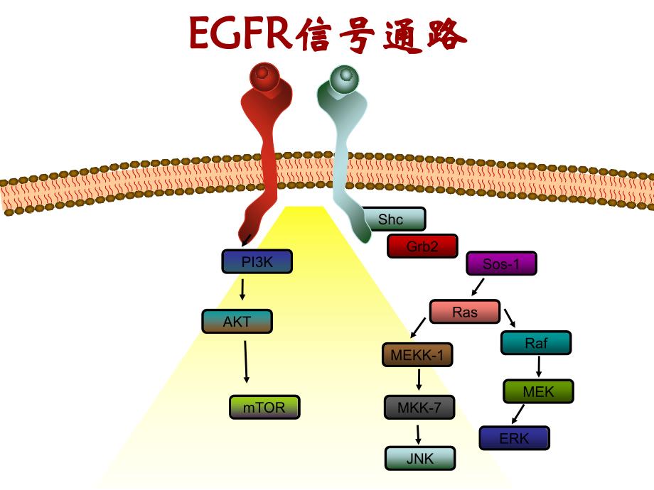 EGFR和KRAS基因检测与肿瘤的个性化治疗_第3页