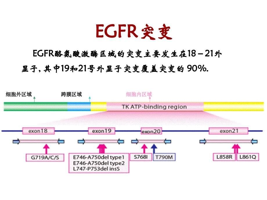 EGFR和KRAS基因检测与肿瘤的个性化治疗_第5页