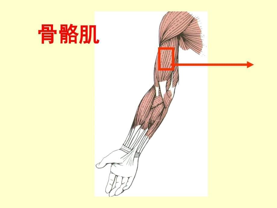 3肌肉组织PPT文档资料_第5页