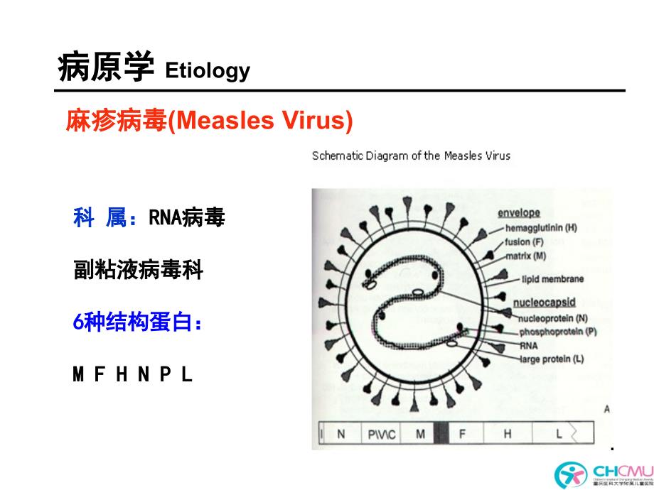 儿科学教学课件：13-1麻疹_第4页