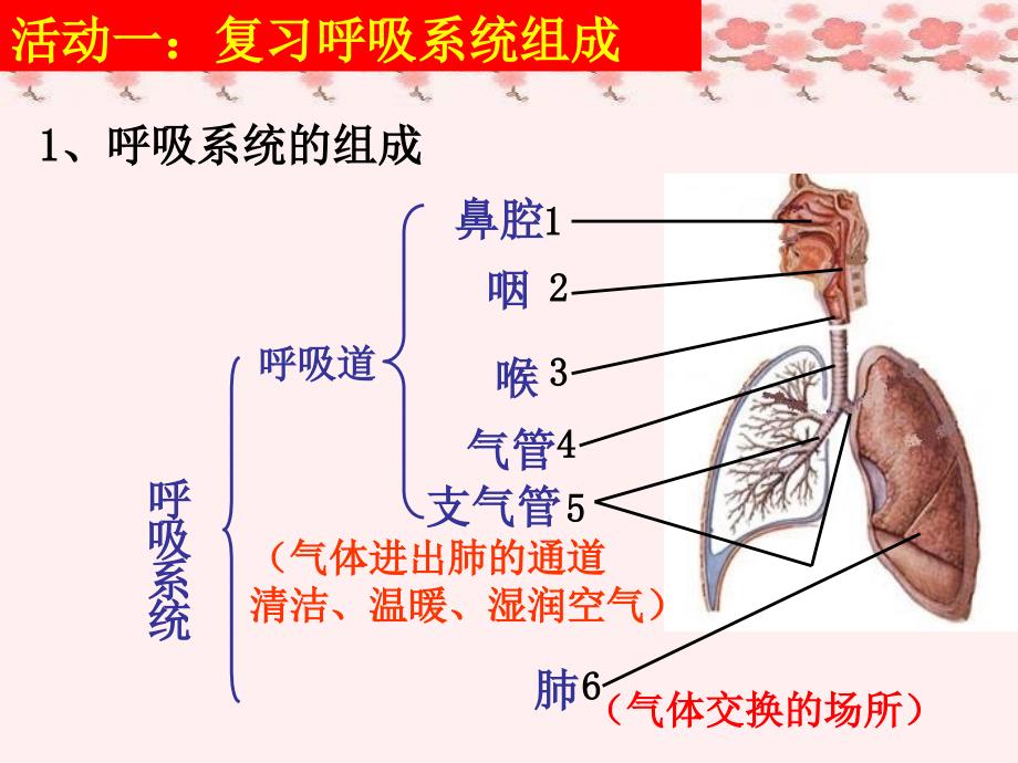 七年级生物下册第二章人的生活需要空气复习课课件济南版.ppt_第4页