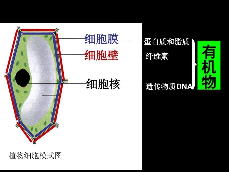 初中生物复习课件_第5页