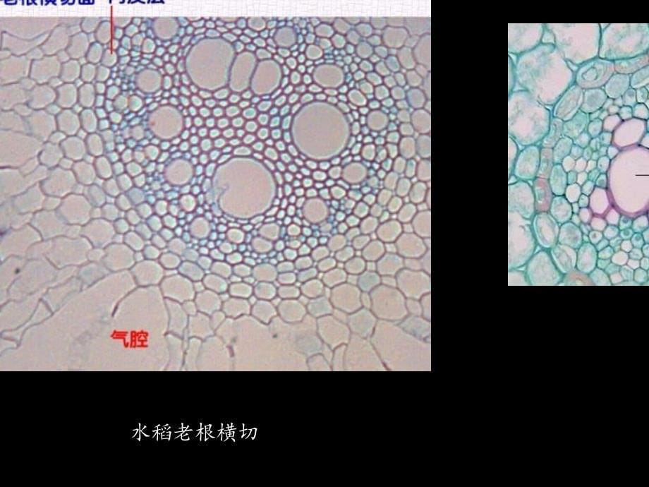 植物实验切片观察ppt_第5页