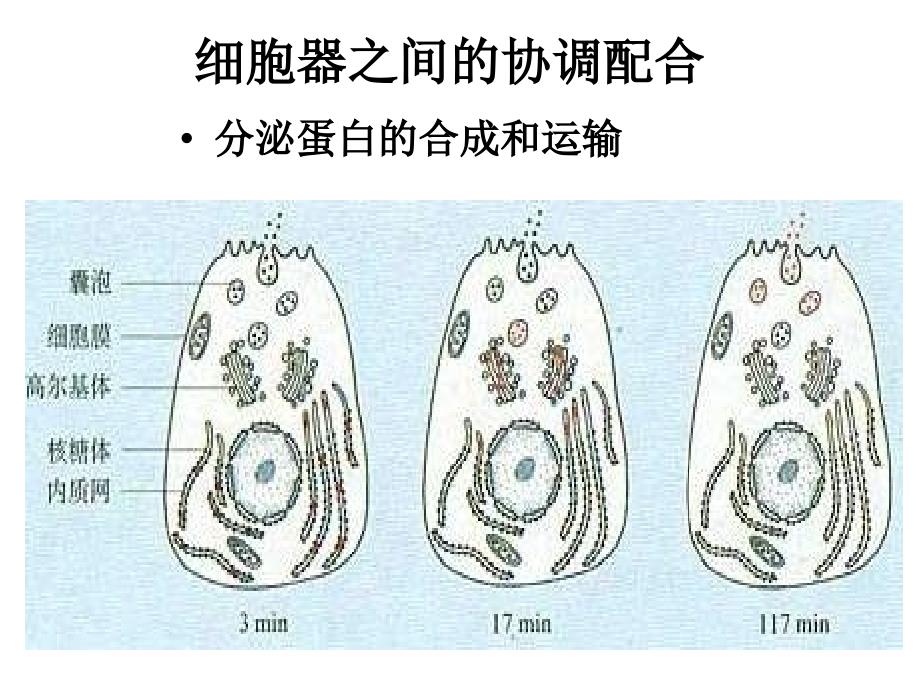 第3章第3节细胞核-系统的控制中心_第3页