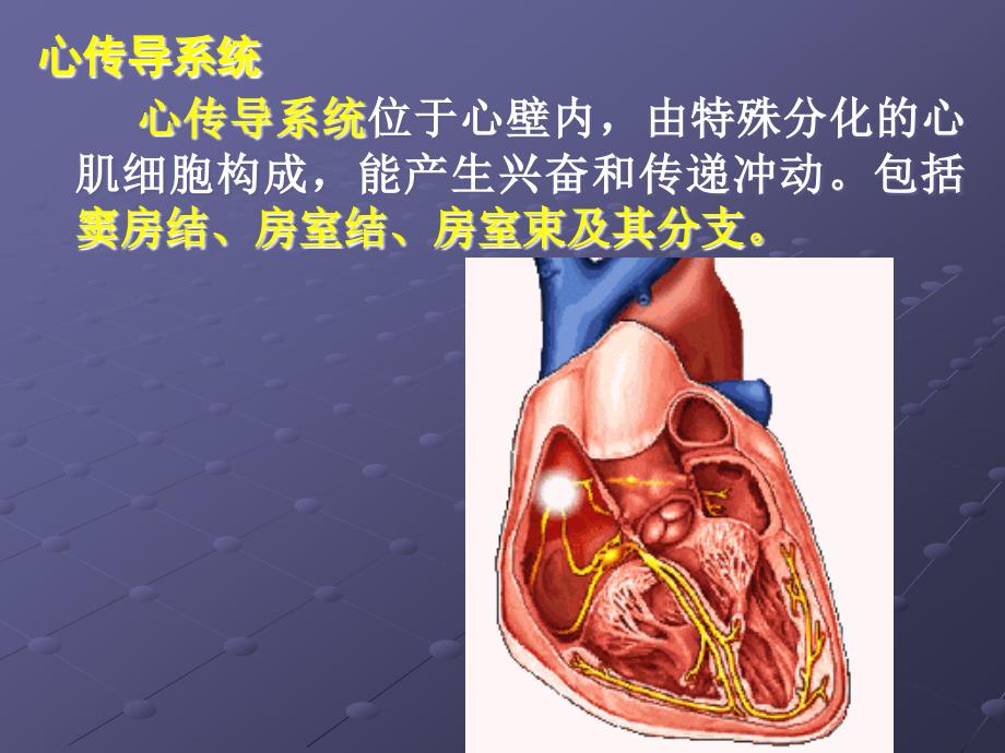 精选中山大学药理学课件第19章抗心律失常药3_第2页