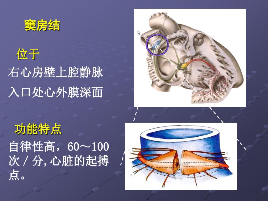 精选中山大学药理学课件第19章抗心律失常药3_第4页