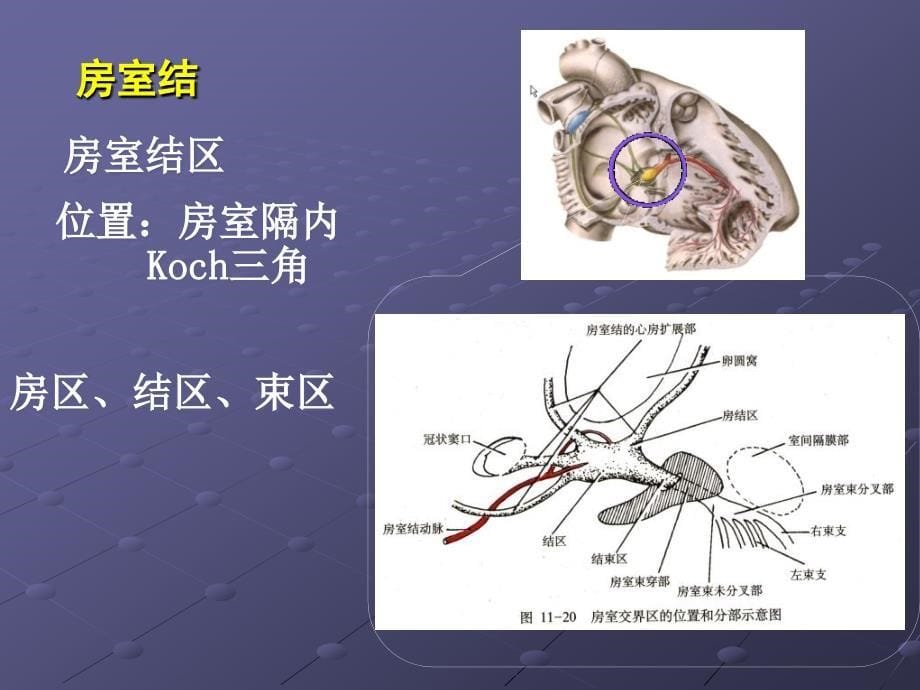 精选中山大学药理学课件第19章抗心律失常药3_第5页