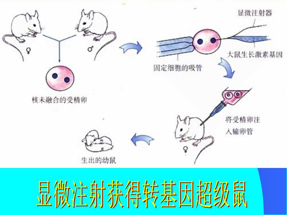 生物的遗传和变异复习课件_第4页